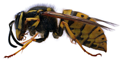 NEUTRAL WASP STING