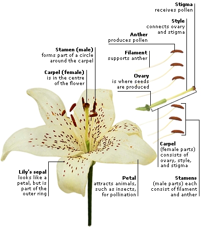 Image result for Male Lily Stamens Female Lilly Stamens