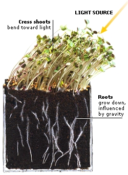 Gravity, germination, and plant growth   yes i can!