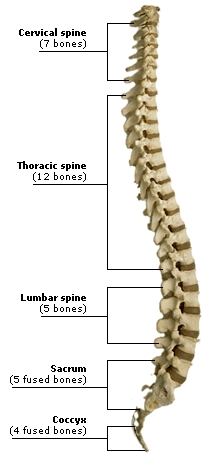 THE 
SPINE