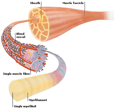 facts in the muscle system
