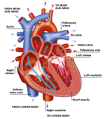 simple circulatory system diagram for kids. CIRCULATORY SYSTEM