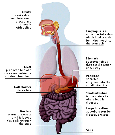 Resultado de imagen de digestive system