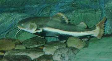 red tailed catfish