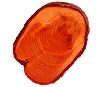 TREE TRUNK CROSS-SECTION
