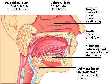 INSIDE THE MOUTH
