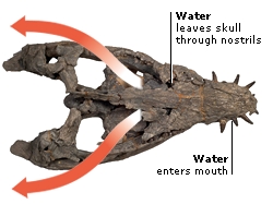 PLIOSAUR SKULL PHOTOGRAPHED FROM ABOVE