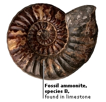 fossil dating