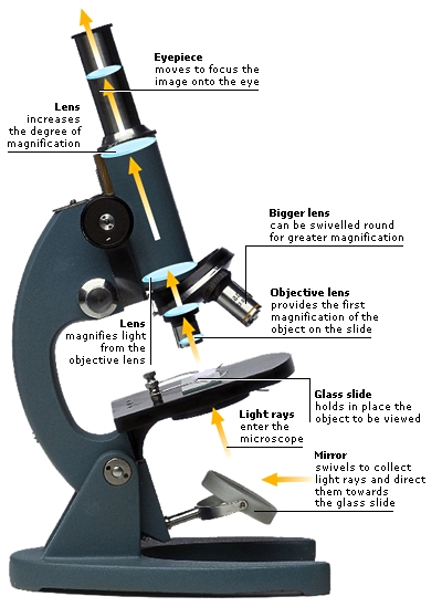 in what way are electron microscopes different from light microscopes