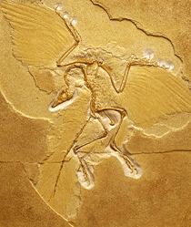 ARCHAEOPTERYX (ANCIENT FORM OF BIRD)