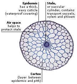 MICROGRAPH THROUGH A MARE’S TAIL STEM