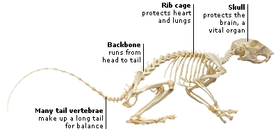 DK Science: Animal Anatomy