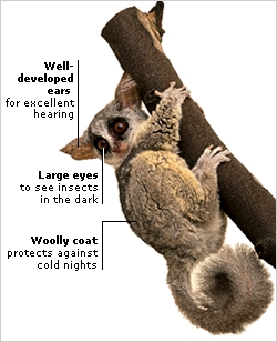 NOCTURNAL GALAGO