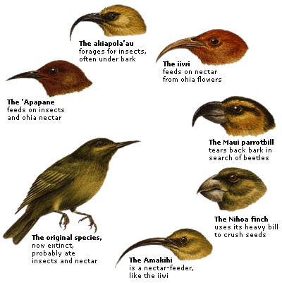 DK Science: Evolution