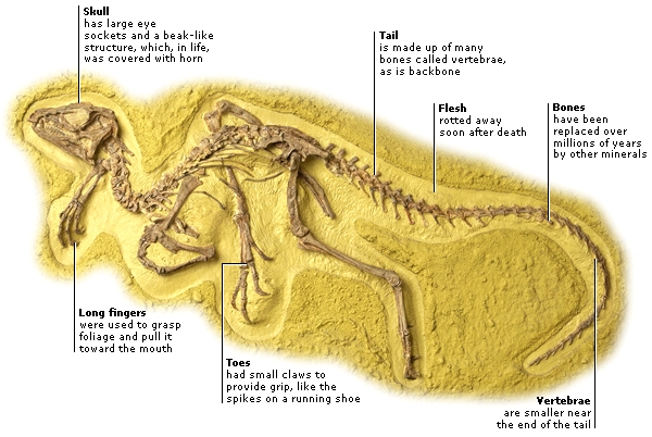 DK Science: Palaeontology