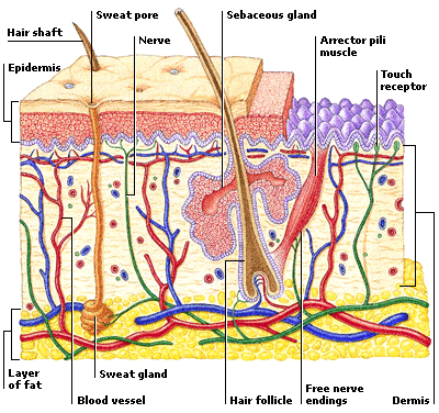 STRUCTURES IN THE SKIN
