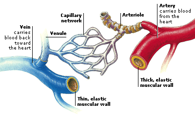 What is the largest blood vessel in the human body?