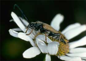 Honigbiene auf Blume