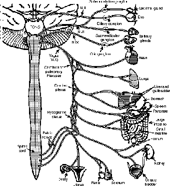 Note how the majority of the organs are innervated by branches of the tenth cranial nerve, the vagus nerve (N X).