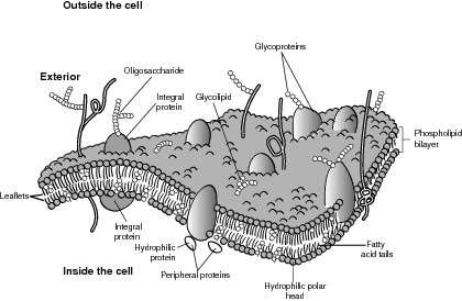 Typical membrane.