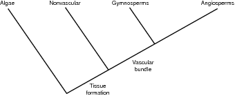 Simple cladogram.