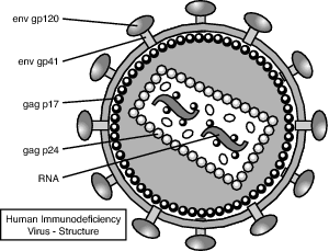 The mature HIV is roughly spherical. The outer envelope is studded with two major proteins (gp120 and gp41). The central core contains viral proteins (p24 and p17), two copies of the HIV RNA genome, and three viral enzymes essential for viral replication.