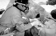 CDC scientist conducting hantavirus field studies by collecting specimens from trapped rodents (1993).