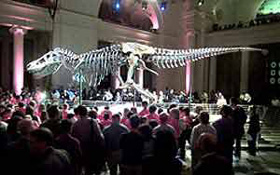 Dinosaur fossil in museum