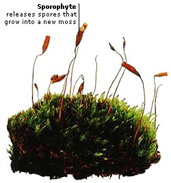 MOSS REPRODUCTION
