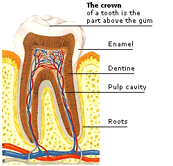INSIDE A TOOTH
