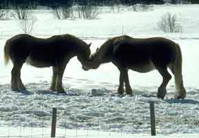 two horses rubbing noses