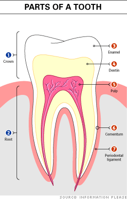 Parts of a Tooth