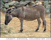 A donkey / zebra hybrid (called a 'Zeedonk' by Colchester Zoo in England and a called a 'zonkey' or 'zedonk' elsewhere). Photo by sannse, Colchester Zoo, 2 June 2004.