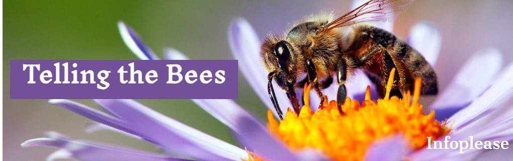 Honey bee on a purple flower