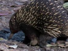 Short-Beaked Echidna and Dung Beetle