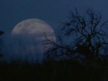 Tarsius, a Funny and Cute Animal