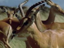 The Bat-Eared Fox, Bilby and Banner-Tailed Rat